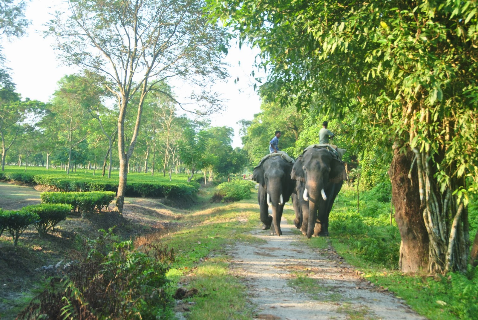 Gorumara